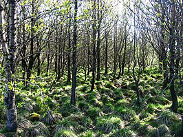 Bos in het Heiðmörkpark