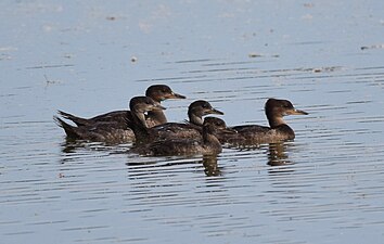 Juvenile