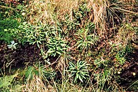 Rippenfarne an Grabenböschung im Egelser Wald, 1982