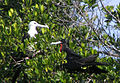 Magnificent frigatebirds