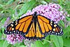 Monarch butterfly