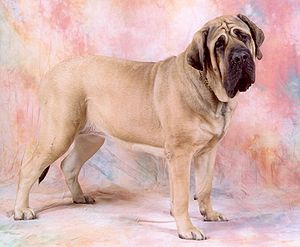 Mastiff (Hunderasse)