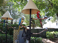 Parrots in the Tropical Wings exhibits.