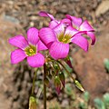 Oxalis magnifica