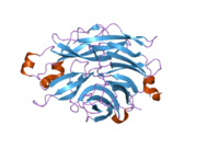 2f26: Crystal Structure of the Human Sialidase Neu2 E111Q-Q112E Double Mutant