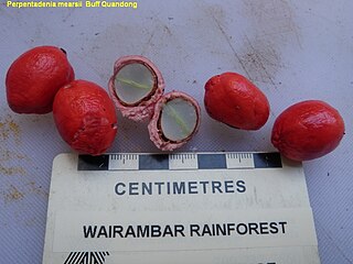 Fruit