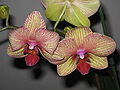 Phalaenopsis cultivar