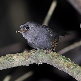 Planaltotapaculo