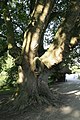 Platanus orientalis