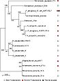 A phylogenetic tree based on PtaRNA1 seed alignment. Class of the “host” species is shown by the symbols on the right hand side. Numbers indicate bootstrap values of the inner nodes.[1]