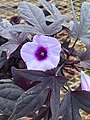 Ipomoea batatas (sweet potato) flower