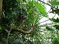 Philodendron selloum taken at BU greenhouse