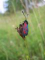 Beilfleck-Rotwidderchen (Zygaena loti)