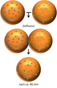 Versuchsschema zum Fluid-Mosaic-Modell