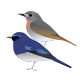 White-bellied Blue Flycatcher