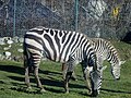 Steppenzebras