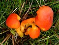 Hygrocybe reidii