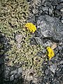 Alyssum cuneifolium