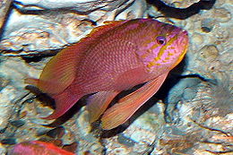 Szent sügér (Anthias anthias)