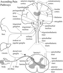 Ascending pain pathways