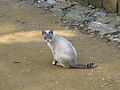 Straßenkatze mit Tabby-Pointzeichnung