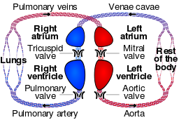 Circulatory system SMIL.svg 20:56, 26 January 2015