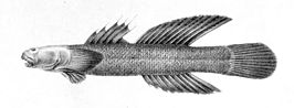 Cotylopus acutipinnis