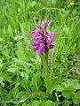 Dactylorhiza majalis subsp alpestris