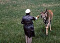 Elandantilope (Taurotragus oryx) in Askania-Nova (1985).