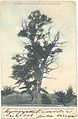 Savaşın muhtemel tanığı, savaş alanında bulunan 1000 yaşındaki ağaç