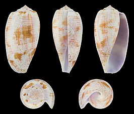 Conus tulipa