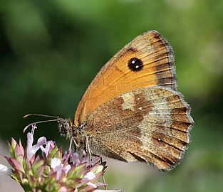 Gatekeeper (Hedge brown) Pyronia tithonus England, UK