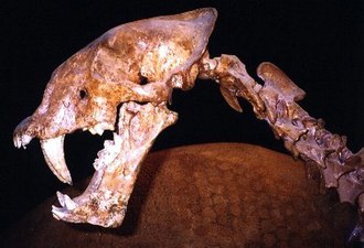 Homotherium fossil