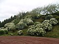 Hortensien bestimmen das Landschaftsbild an Straßen und Wegen