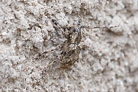 Longhorn beetle Cerambycinae