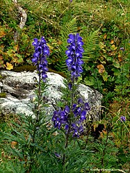 Aconitum napellus