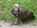 Kappengeier Hooded Vulture