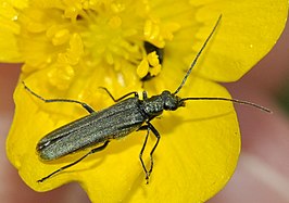 Oedemera lurida