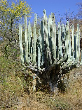 Plant growing in San Juan De Los Cues, Oaxaca