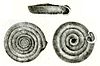 A diagram of a southern flat coin snail.