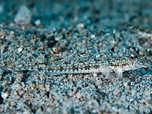 A dragonet on the seabed