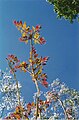 Australian Red Cedar - New Growth in September, Allyn River, Barrington Tops, Australia