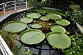 Im Botanischen Garten von Brno