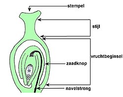 Gesloten vruchtbeginsel met één zaadknop