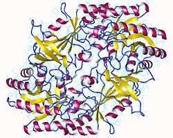 Ornithindecarboxylase