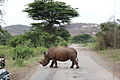 Breitmaulnashorn im Hluhluwe-iMfolozi-Park