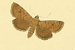 Agrochola laevis – Specimen