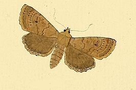 Agrochola laevis