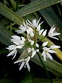 Allium ursinum