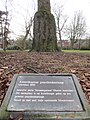 Aesculus pavia, Amerikaanse paardenkastanje, 1898 (geënt op 1,5 meter)